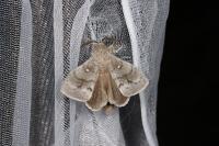 Dendrolimus pini pini