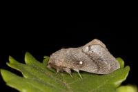 Dendrolimus pini pini