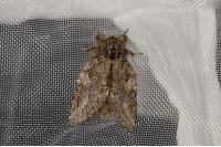 Peridea anceps