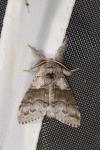 Calliteara pudibunda