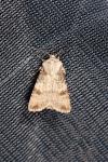 Agrotis puta
