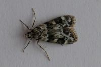 Eudonia delunella