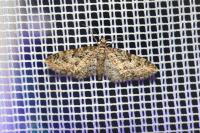 Eupithecia dodoneata