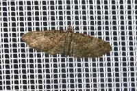 Eupithecia abbreviata
