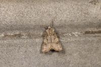 Agrotis puta