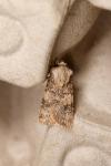 Agrotis puta