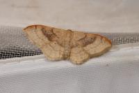 Idaea degeneraria