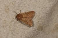 Mythimna albipuncta