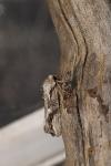 Egira conspicillaris