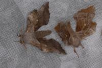 Laothoe populi
