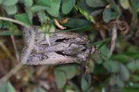 Agrotis chretieni