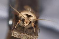 Agrotis exclamationis exclamationis