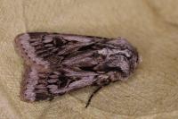 Agrotis chretieni