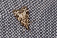 Eudonia delunella