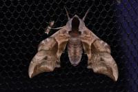 Smerinthus ocellatus ocellatus