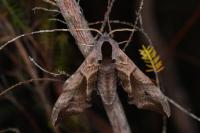 Smerinthus ocellatus ocellatus