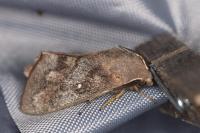 Dendrolimus pini pini