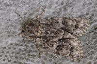 Acronicta auricoma