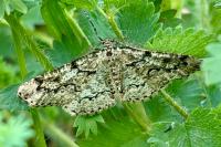 Cleorodes lichenaria