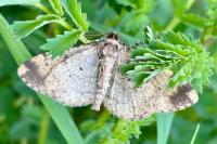 Peribatodes rhomboidaria rhomboidaria
