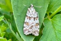 Scoparia pyralella