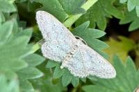 Idaea seriata