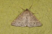 Perigune narbonea