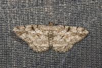 Peribatodes rhomboidaria rhomboidaria