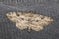 Peribatodes rhomboidaria rhomboidaria
