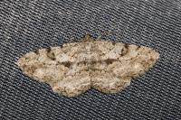 Peribatodes rhomboidaria rhomboidaria