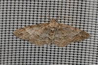 Paradarisa consonaria