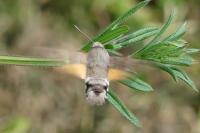 Macroglossum stellatarum
