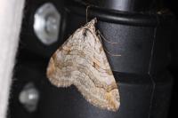 Aplocera efformata/plagiata