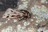 Ocnogyna parasita