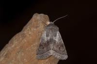 Orthosia opima
