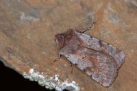 Cerastis rubricosa