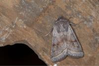 Orthosia opima