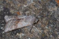 Orthosia opima
