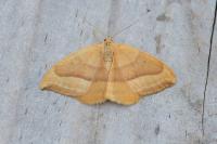 Watsonalla cultraria