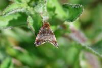 Panemeria tenebrata