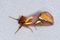 Axia margarita