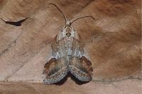 Chesias rufata rufata