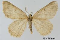 Charissa mucidaria