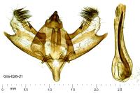 Charissa mucidaria