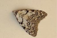 Nola confusalis
