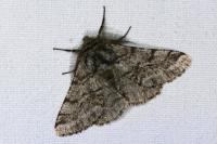Lycia hirtaria