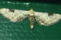 Eupithecia centaureata