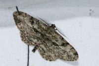 Peribatodes rhomboidaria rhomboidaria