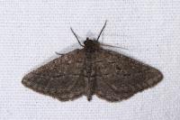 Rhoptria asperaria