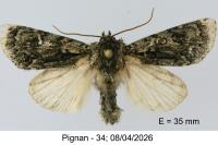 Acronicta auricoma